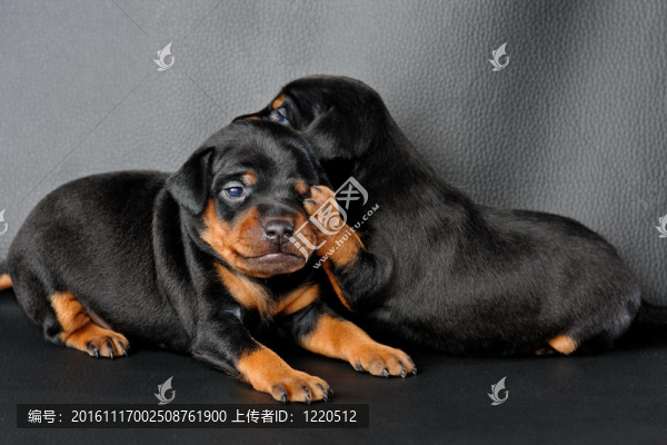 兩個(gè)小型犬幼犬