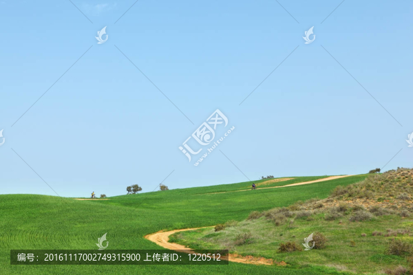 田野早春