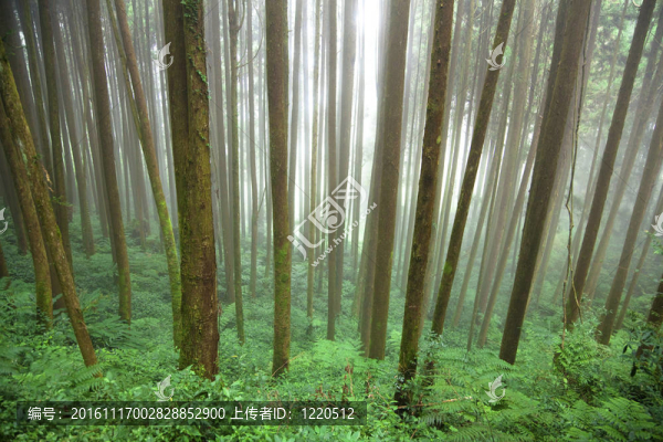 霧中的綠色森林