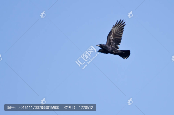 烏鴉在藍(lán)天飛翔