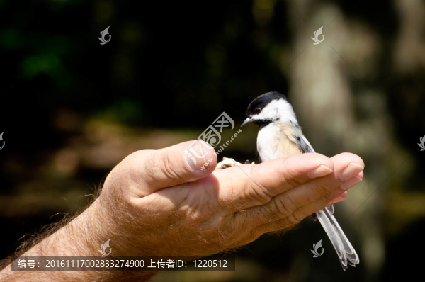山雀吃手