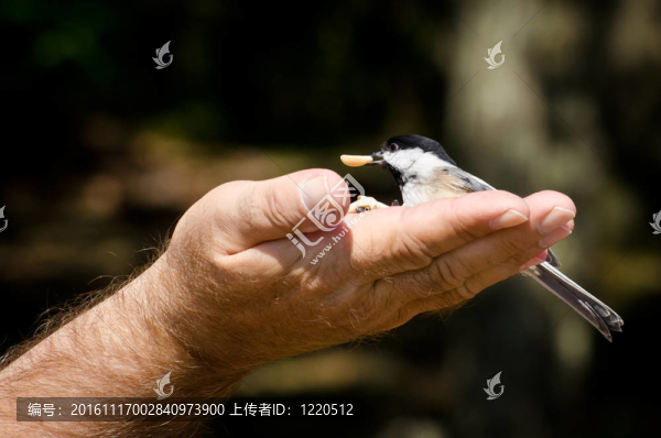 山雀吃花生的手