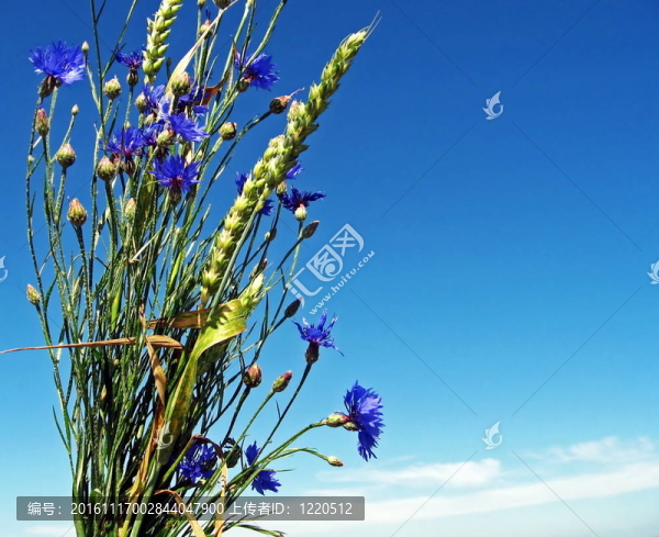一束野花