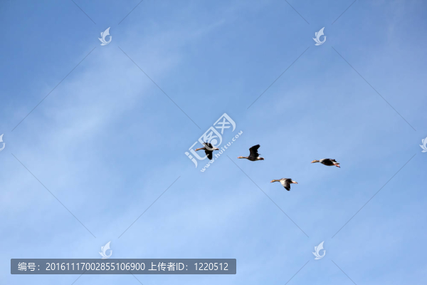 雁雁；飛行；