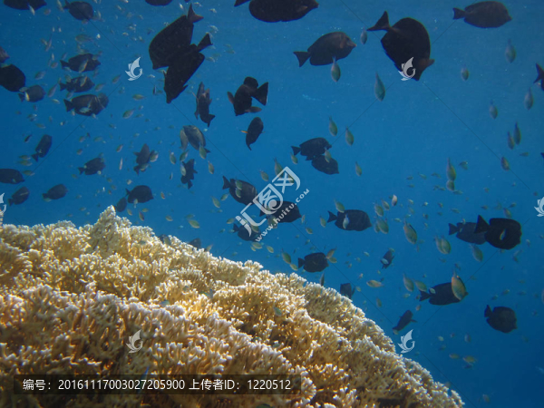 不同的魚
