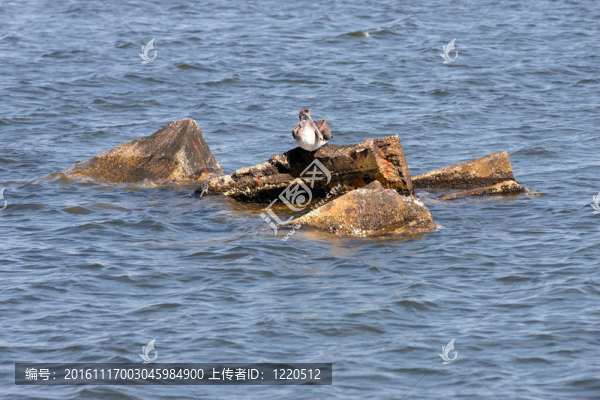 在海上，一只鵜鶘