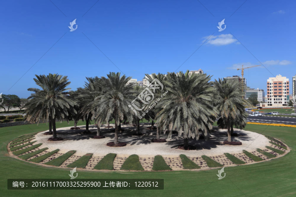阿拉伯聯(lián)合酋長國的棕櫚樹；在迪拜