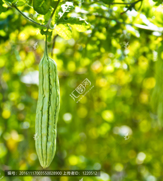 植物苦瓜