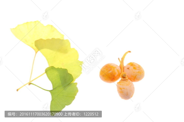 銀杏葉和果實