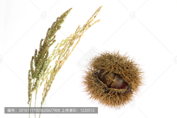 栗子；水稻和谷子穗
