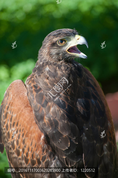 隼獵