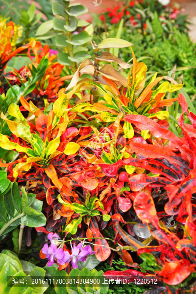 公園中的外來植物