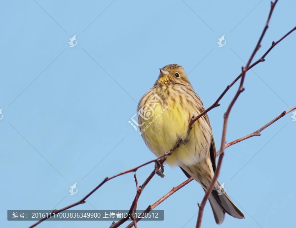 啄木鳥；Emberiza,citrinella