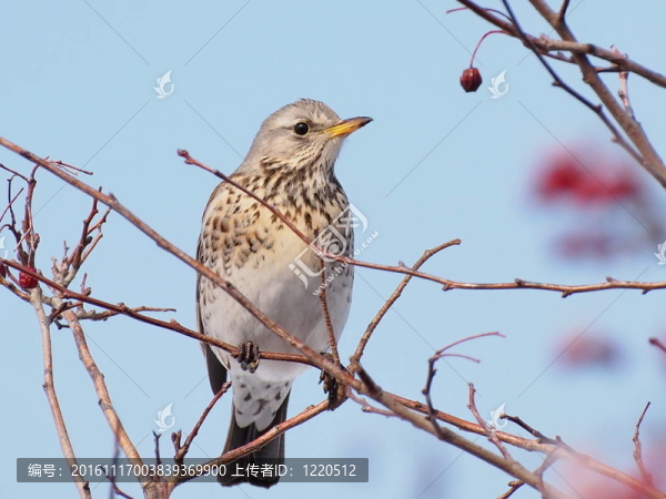 田鶇；Turdus,pilaris