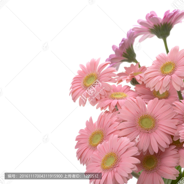 粉色非洲菊框架