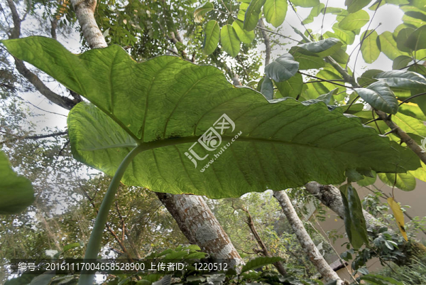 大象的耳朵植物傘；Coorg；印度