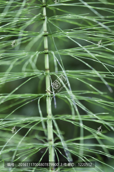 綠色植物的莖