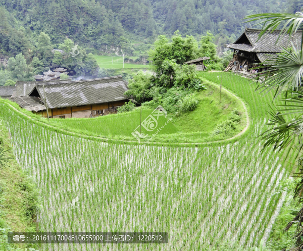 Rice,Terrace村