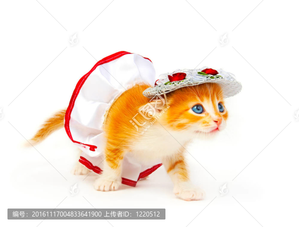 小貓
