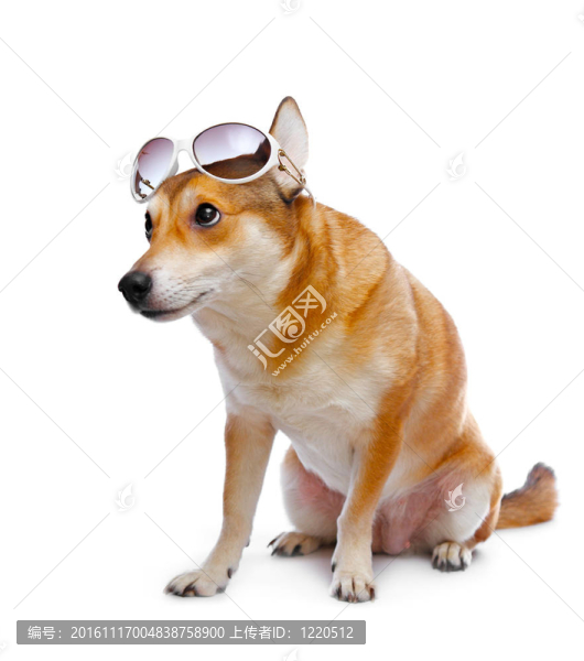 狗