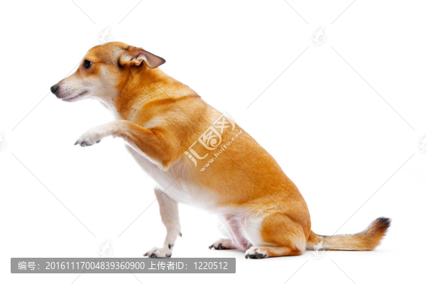 狗