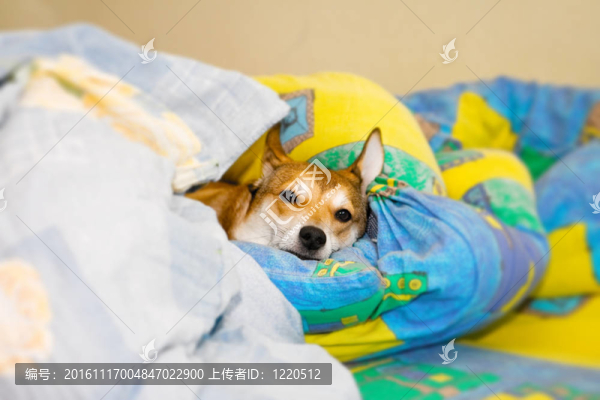 狗
