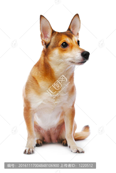 狗