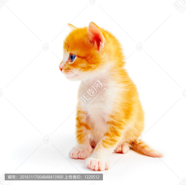 小貓