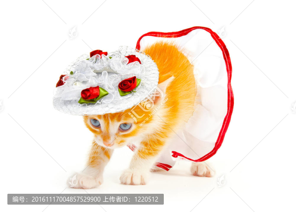小貓
