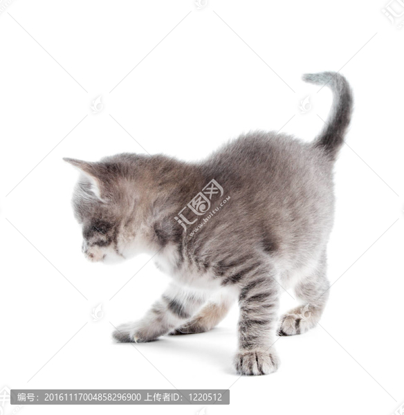 小貓