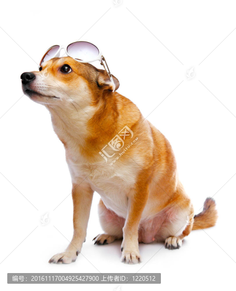 狗