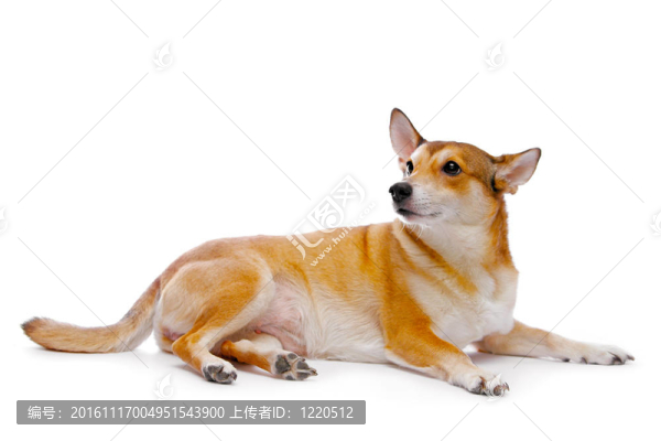狗