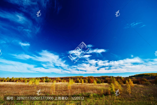 草甸天空和樹木