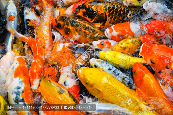 五顏六色的錦鯉魚(yú)的瘋狂