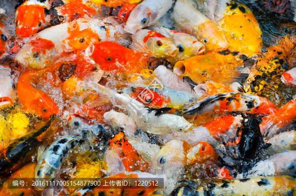 五顏六色的錦鯉魚(yú)搶食