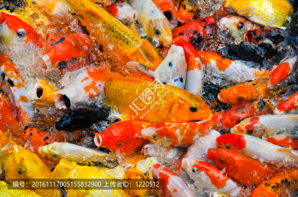 五顏六色的錦鯉魚的瘋狂