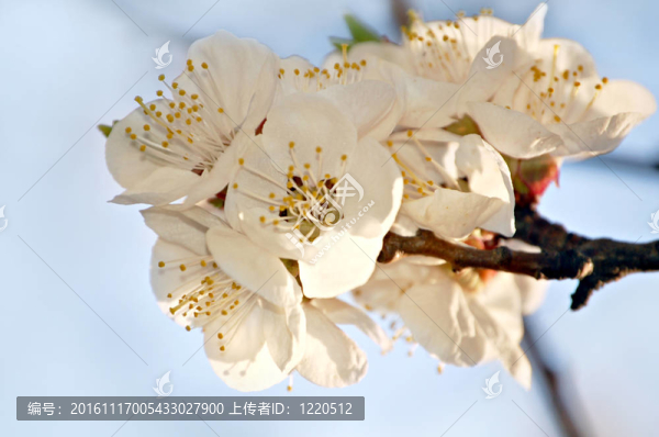 杏花