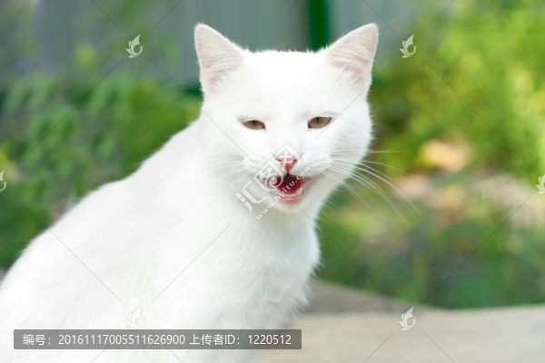 白色的貓打呵欠