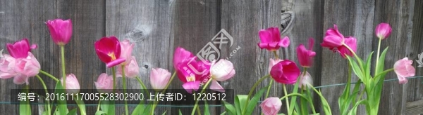 郁金香沿著籬笆