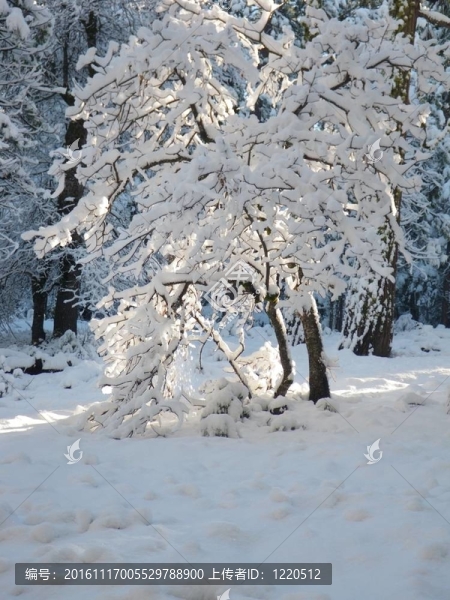 白雪覆蓋的樹(shù)