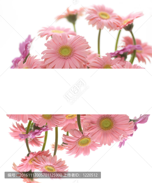 粉色非洲菊框架