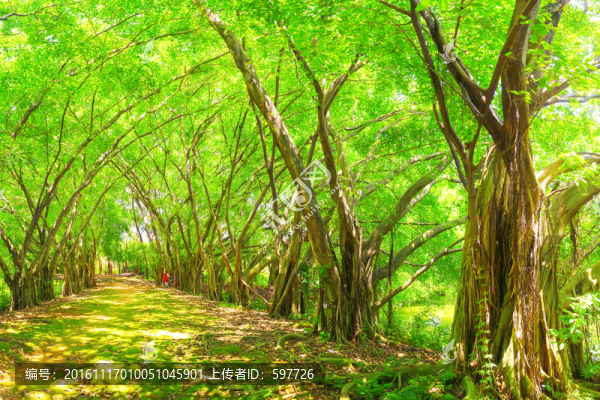 陽光森林大樹