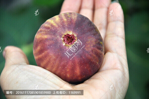 無花果