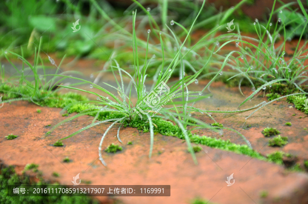 小草
