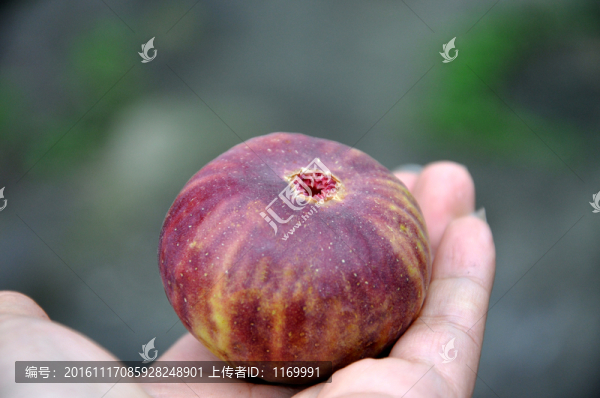 無花果