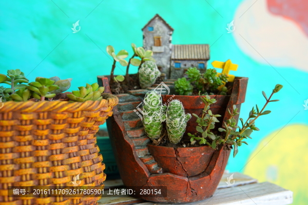 大肉植物盆栽仙人掌