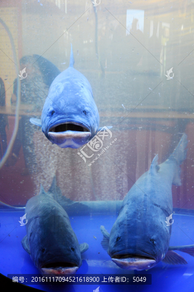胖頭魚