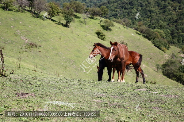 關(guān)山牧場(chǎng)-匯圖網(wǎng) www.fosd68.com 關(guān)山牧場(chǎng)
