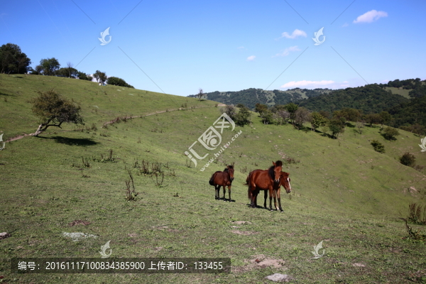 關(guān)山牧場(chǎng)