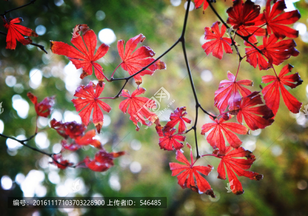 紅葉如火